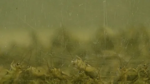 Swarming Crickets In Plastic Bin Insects 3 Stock Footage 78312076