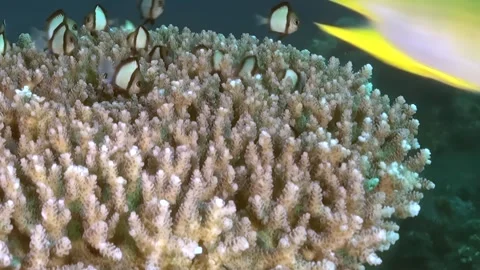 Swarming Damselfish Find Sanctuary Within Sunlit Coral Branches Stock Footage 334790258