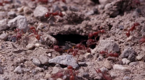 Swarming fire ants dragging lady bug into tunnel. Video stock 59868315