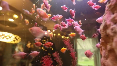 Swarming fish exhibit lively motion in clear aquarium water Video stock 324865723