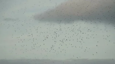 Swarming Flock of Birds Stock Footage