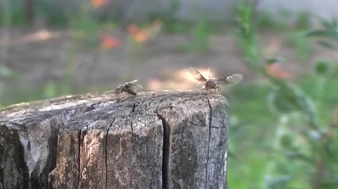 Swarming of flying ants Stock Footage 51841869