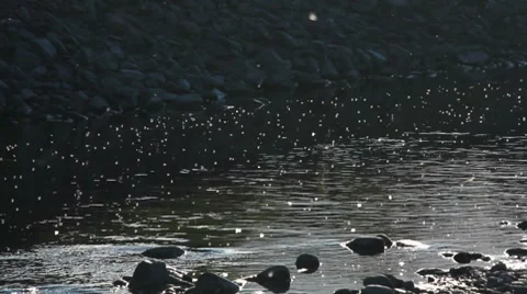 Swarming Gnats Video stock 8607574