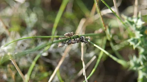 Swarming group of treader (Heteroptera) beetles moving up on the straw Stock Footage 52371804