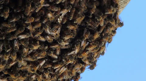 Swarming honey bees developing hive. Video stock 23731455