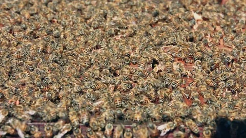 Swarming mass of African killer bees on top of open hive in the sun Stock Footage 84264752