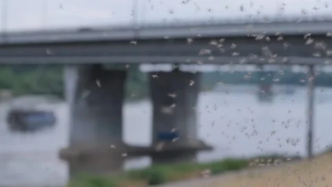 Swarming midge in the city close-up. 스톡 동영상 243765121