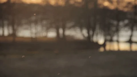 Swarming mosquitoes in sunset Video stock 129746487