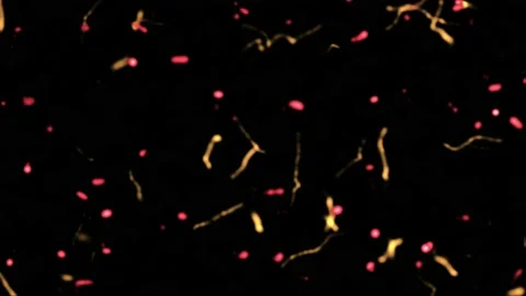 Swarming particles moving across screen. 3d animation render Stock Footage 148506236