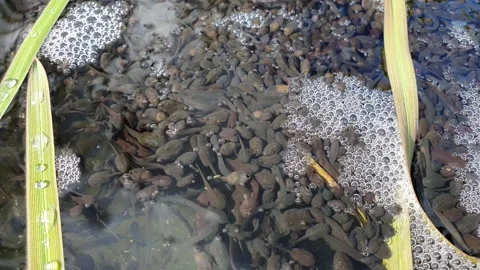 Swarming tadpoles in the pond.  Stock Footage 270973041