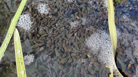 Swarming tadpoles in the pond.  Video stock 270973076