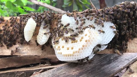Swarms of bees are working in their hives to make sweet honey Stock-Footage 222309733