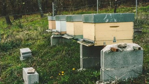 Swarms of bees Stock Photos