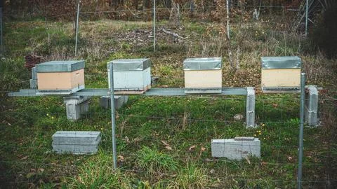 Swarms of bees Stock Photos