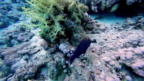 Swarthy Parrotfish Swimming Under The Deep Blue Sea In Sharm El Sheikh, 動画素材 269108557