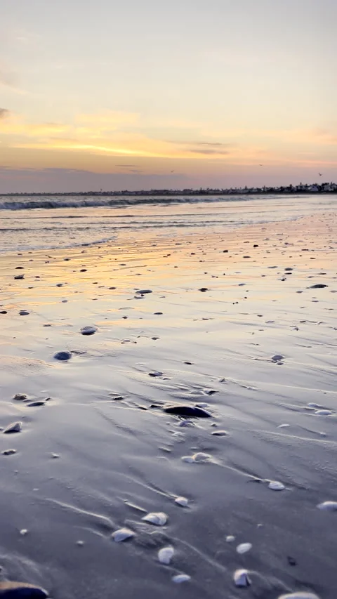 Swash push up at sunrise onto Cape West Coast beach riddled with sea shells Stock Footage 345620760