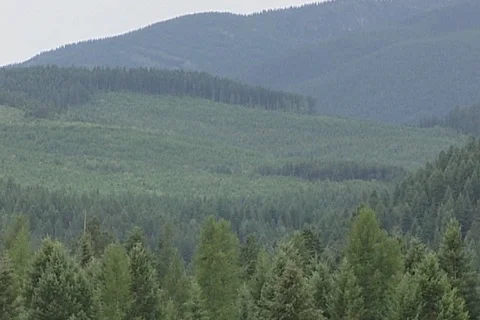 Swath of Cut Over Forest on Hillside in Montana Stock Footage 121387979