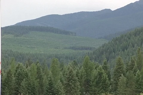 Swath of Cut Over Mountainside Forest in Montana Stock Footage 121387782