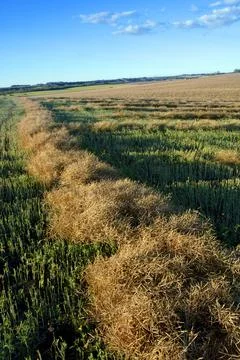 Swath Of Rapeseed Stock Photos