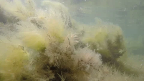 Sway fluffy algae Stock Footage 149189257