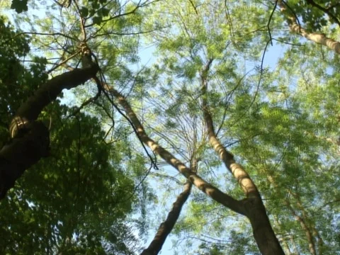 Sway Stock Footage 490298