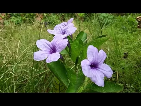 A sway of three purple flowers. Stock Footage 292968437
