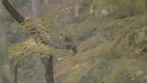 Swaying Autumn Maples with Smooth Rack Focus to Background Leaves Log Stock Footage 345784476
