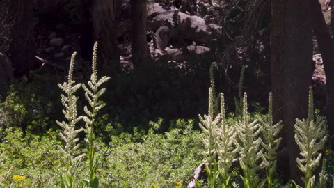 Swaying Backlit Alpine Plants Stock Footage 251363494