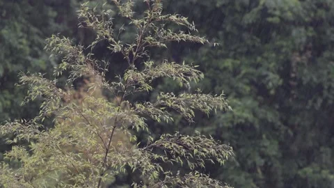 Swaying Bamboo in Rain Stock Footage 154883704