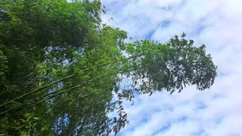 Swaying bamboo trees in breeze. Stock Footage 227686819