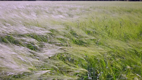 A swaying barley field Video stock 201677865