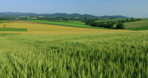 Swaying Barley in the Wind Stock Footage 332361416