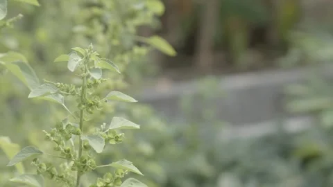 Swaying Basil Leaves in the Breeze 库存影片 252566795