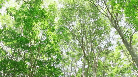 Swaying Beech Forest Stock Footage 327447982