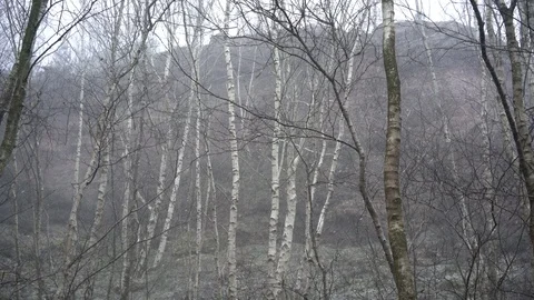 Swaying birch trees below cliff face during snow storm, 4k, UHD 스톡 동영상 86468737