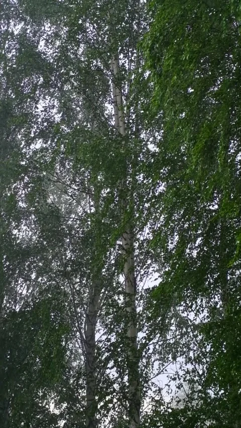 Swaying of birch trees in rain and stormy weather. Stock Footage 284918487