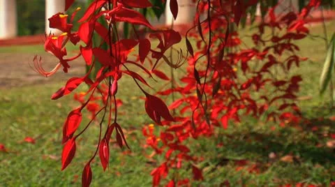 Swaying branch Stock Footage 10765530