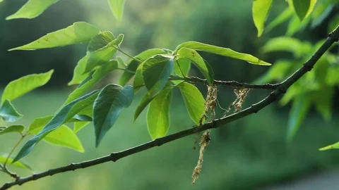 Swaying Branch Of Tree Stock Footage 92387884