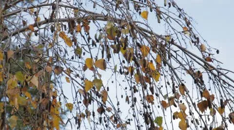 Swaying Branches Stock Footage