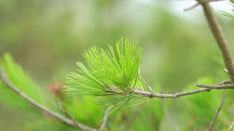 Swaying branches Stock Footage 49325588