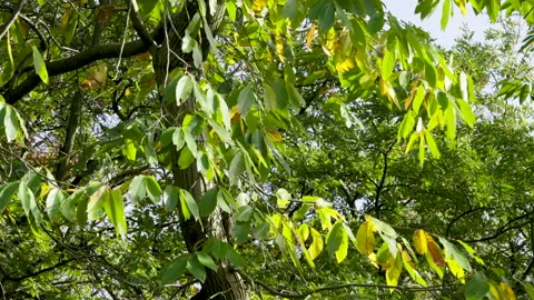 Swaying branches Stock Footage 221580255