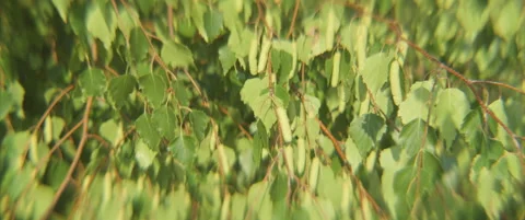 Swaying branches of silver birch anamorphic 4K close-up video Stock Footage 315084845