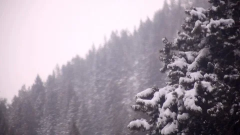 Swaying branches in snow storm Stock Footage 107735322