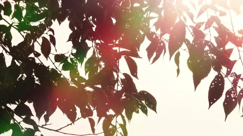 Swaying branches with sun in background: back light, summer Stock Footage 56150357