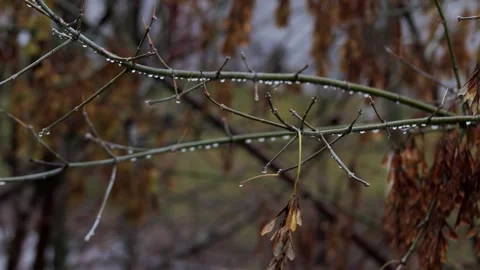 Swaying branches from the wind with raindrops in autumn during rain and wind Stock-Footage 309918625