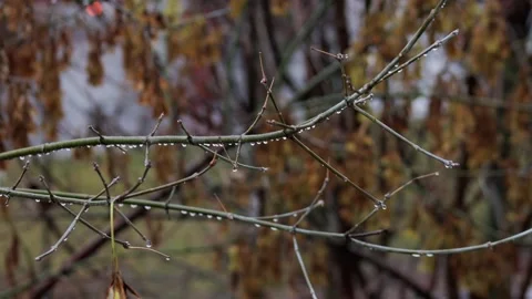 Swaying branches from the wind with raindrops in autumn during rain and wind Stockbeeldmateriaal 310939596