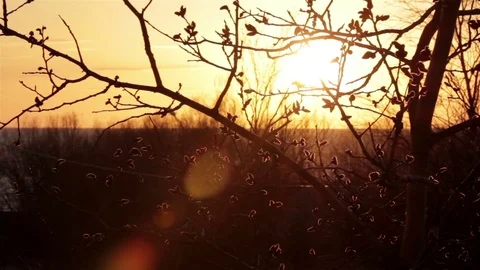 Swaying branches at windy evening. Sunset beam move around the scene Stock Footage 76011680