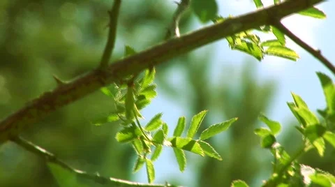 Swaying in the breeze Stock Footage 265600