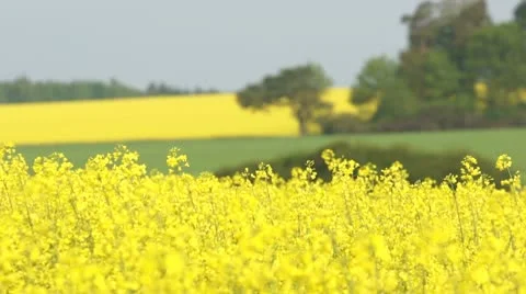 Swaying Canola Field Stock Footage