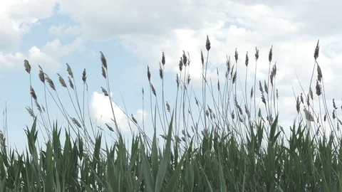 Swaying Cattails and Clouds Stock Footage 77446277